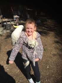Lost Cockatoo