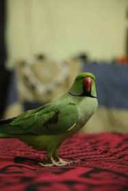 Lost Indian Ringneck Parakeet