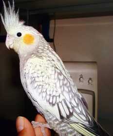 Lost Cockatiel