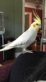 Lost Cockatiel