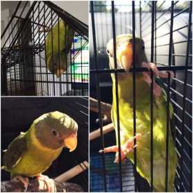 Lost Plum-Headed Parakeet