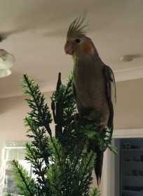 Lost Cockatiel