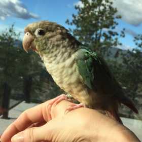 Lost Conure