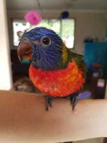 Lost Lory / Lorikeet