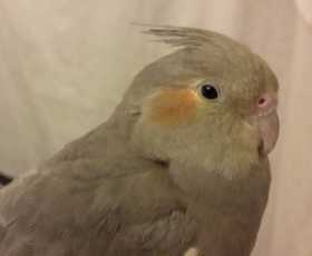 Lost Cockatiel