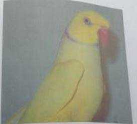 Lost Indian Ringneck Parakeet