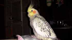 Lost Cockatiel