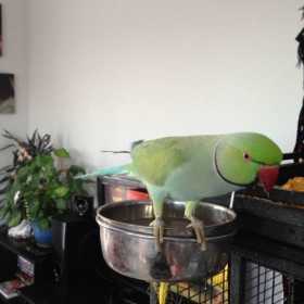 Lost Indian Ringneck Parakeet