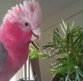 Lost Galah Cockatoo