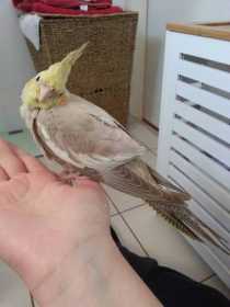 Lost Cockatiel