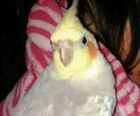 Lost Cockatiel