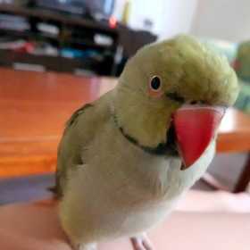 Lost Indian Ringneck Parakeet