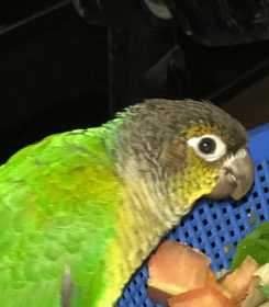 Lost Conure