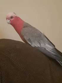 Lost Galah Cockatoo