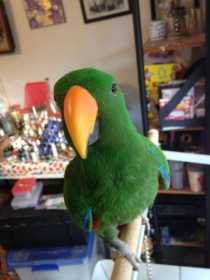 Lost Eclectus