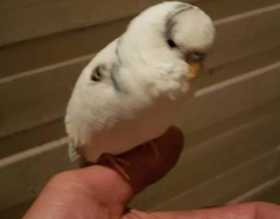 Lost Budgerigar