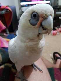 Lost Corella Cockatoo