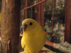 Lost Budgerigar