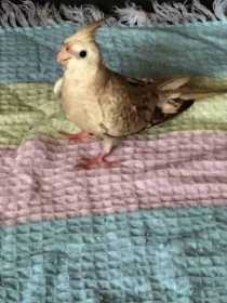 Lost Cockatiel