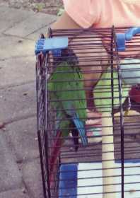 Lost Conure