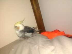 Lost Cockatiel