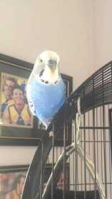 Lost Budgerigar