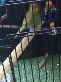 Lost Budgerigar