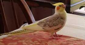 Lost Cockatiel