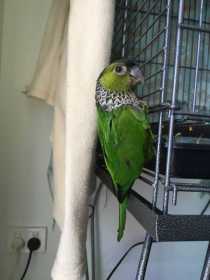 Lost Conure