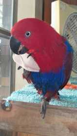 Lost Eclectus