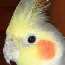 Lost Cockatiel