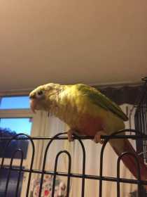 Lost Conure