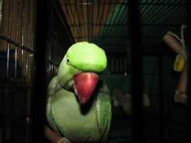 Lost Alexandrine
