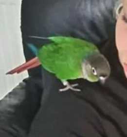 Lost Conure