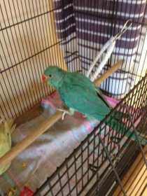 Lost Indian Ringneck Parakeet