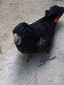 Lost Black Cockatoo