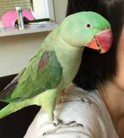 Lost Indian Ringneck Parakeet