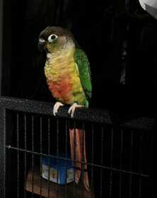 Lost Conure