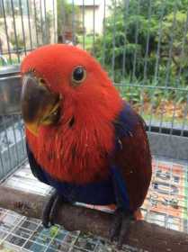 Lost Eclectus