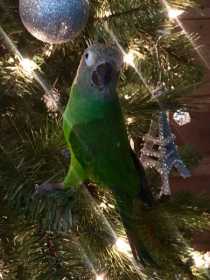 Lost Conure