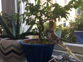 Lost Cockatiel