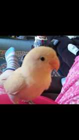 Lost Lovebird