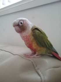 Lost Conure