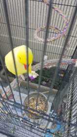 Lost Indian Ringneck Parakeet