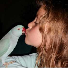 Lost Indian Ringneck Parakeet