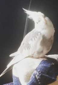 Lost Cockatiel