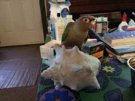 Lost Conure