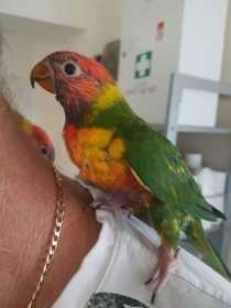 Lost Lory / Lorikeet