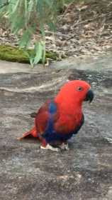 Lost Eclectus