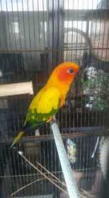 Lost Conure